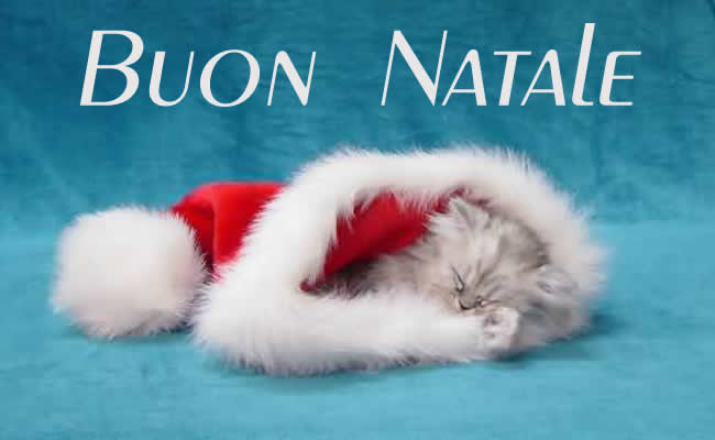 Immagine di un dolce gattino nel cappello di Babbo Natale